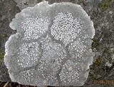 Lecanora rupicola var. rupicola image