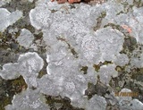 Lecanora rupicola var. rupicola image