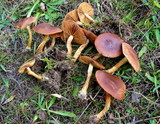 Cortinarius croceus image