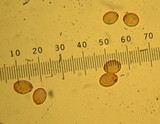 Cortinarius croceus image
