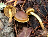 Cortinarius croceus image