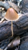 Parasola conopilea image