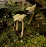 Lichenomphalia umbellifera image