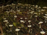 Lichenomphalia umbellifera image