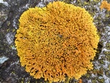 Xanthoria elegans image