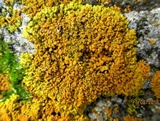 Xanthoria elegans image