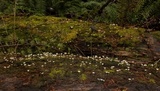 Lichenomphalia umbellifera image