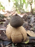 Geastrum hieronymi image
