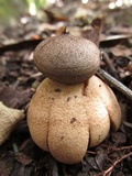 Geastrum hieronymi image