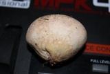 Calvatia cyathiformis image