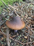 Cortinarius seidliae image