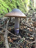 Cortinarius seidliae image