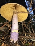 Cortinarius seidliae image