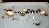 Psathyrella bipellis image