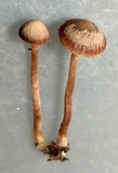 Psathyrella bipellis image