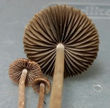 Psathyrella bipellis image