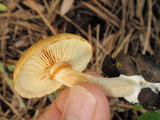 Gymnopilus sapineus image