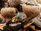 Urnula craterium image