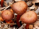 Hygrophorus cokeri image