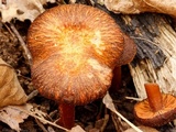 Hygrophorus cokeri image
