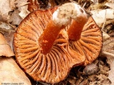 Hygrophorus cokeri image