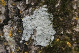 Physcia aipolia image