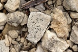 Verrucaria muralis image