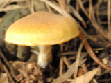Gymnopilus sapineus image