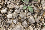 Verrucaria muralis image