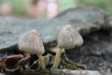 Pluteus longistriatus image