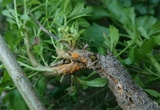 Puccinia evadens image