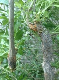 Puccinia evadens image