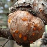 Cronartium quercuum image
