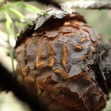 Cronartium quercuum image