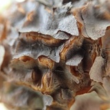 Cronartium quercuum image