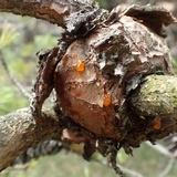 Cronartium quercuum image
