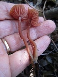 Laccaria fraterna image