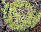 Vulpicida pinastri image