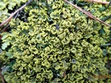 Vulpicida pinastri image