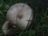 Agaricus placomyces image