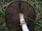 Agaricus placomyces image