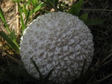 Lycoperdon marginatum image