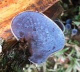 Auricularia nigricans image