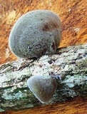 Auricularia nigricans image