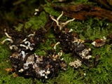 Onygena equina image