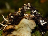 Onygena equina image