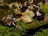 Onygena equina image