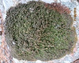 Xanthoparmelia pulla image