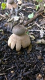 Geastrum hieronymi image