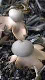 Geastrum hieronymi image